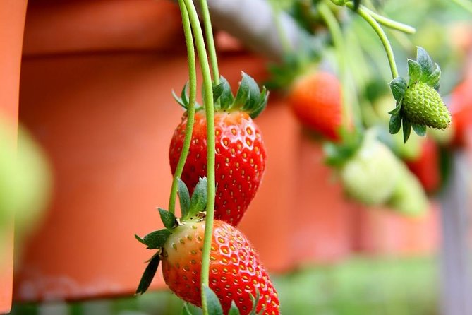 Cameron Highlands Tour From Kuala Lumpur - Price and Booking Information