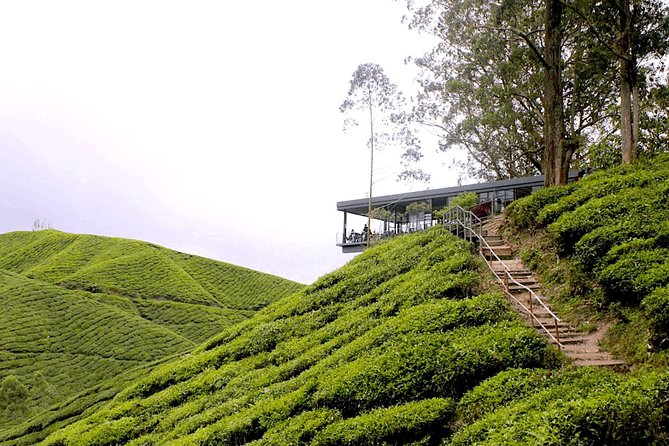 Cameron Highlands Tour From Kuala Lumpur (Special Deal) - Good To Know