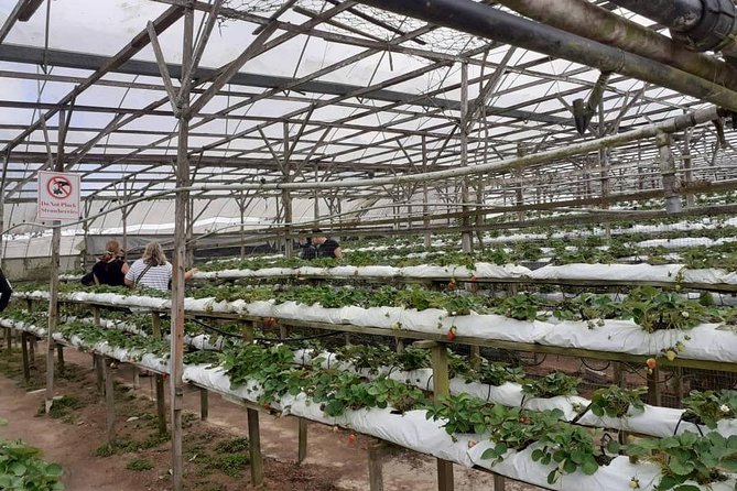 Cameron Highlands Tour From Kuala Lumpur (Special Deal) - Booking Process