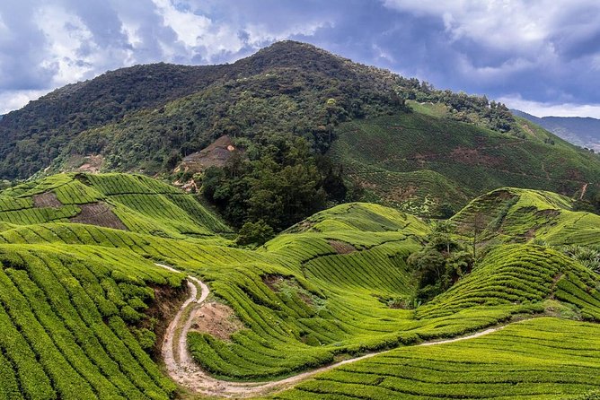 Cameron Highlands Tour With Lunch on Private Basis - Inclusions