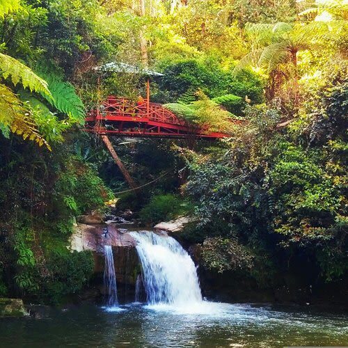 Cameron Highlands Waterfall & Nature Day Tour - The lavender stop divides opinion