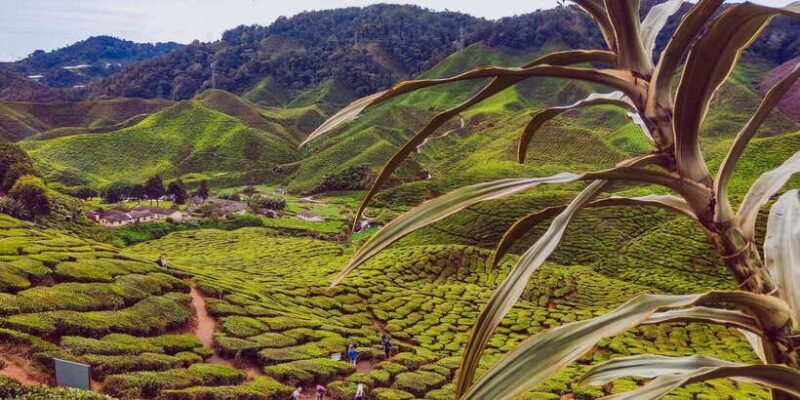 Cameroon Highland : Best nature in highland - Good To Know