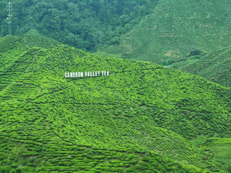 Cameroon Highland : Best nature in highland - Exploring the Highlights of Cameron Highlands