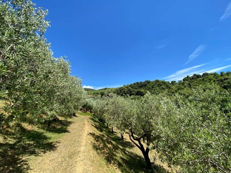 Camerota: Guided wine tasting - Why This Experience Stands Out