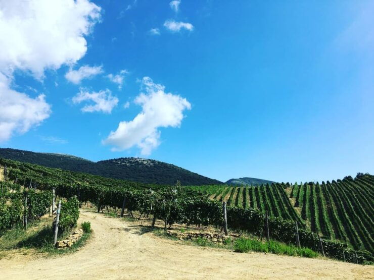 Camerota: Wine Tasting and Wineyard Tour - Good To Know