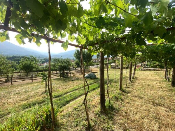 Camerota: Wine Tasting and Wineyard Tour - Family-Friendly Environment