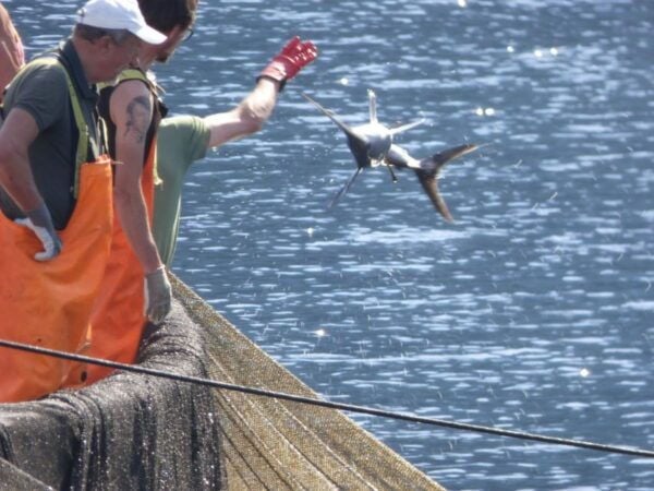 Camogli: Boat Tour on the Trail of the Tonnarella - Frequently Asked Questions