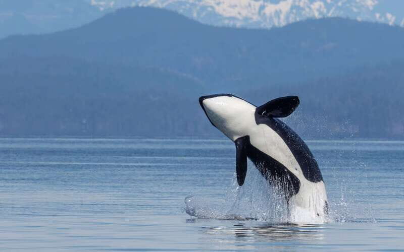 Campbell River: 4 Hour Whale & Wildlife Zodiac Boat Tour - Practical Tips for Your Trip