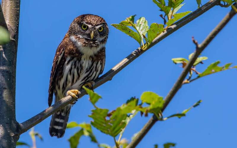 Campbell River: 4 Hour Whale & Wildlife Zodiac Boat Tour - FAQ