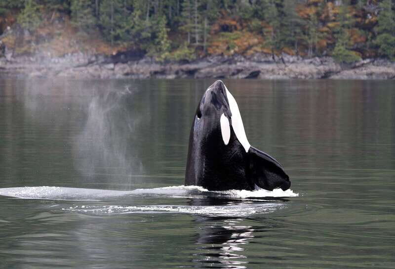 Campbell River: 6 Hour Covered Whale Watching Tour w/ Lunch - Good To Know