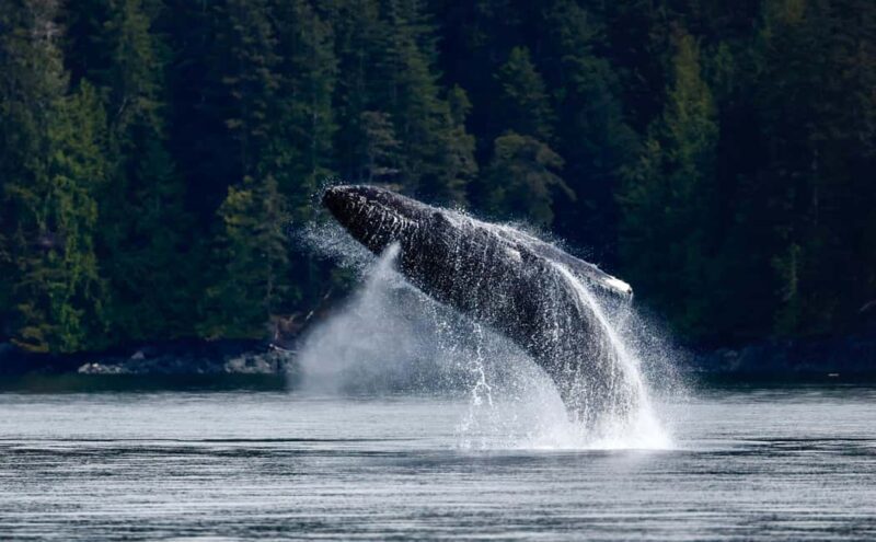 Campbell River: 6 Hour Covered Whale Watching Tour w/ Lunch - Considerations and Tips for Booking