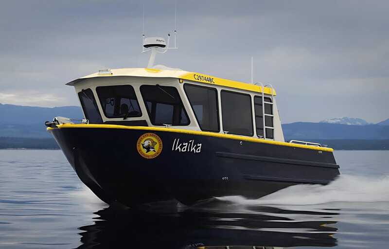 Campbell River: 6 Hour Covered Whale Watching Tour w/ Lunch - Authentic Experiences and Real Traveler Feedback