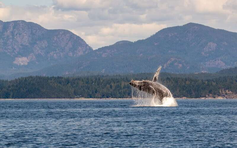 Campbell River: 6 Hour Covered Whale Watching Tour w/ Lunch - The Sum Up