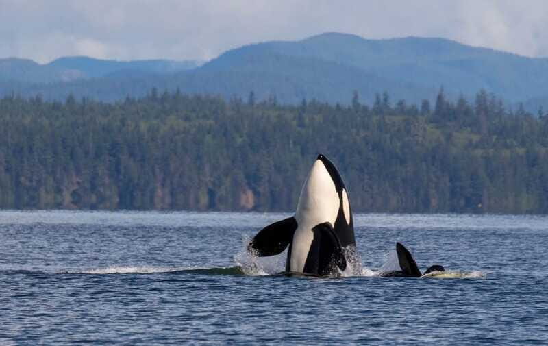 Campbell River: 6 Hour Covered Whale Watching Tour w/ Lunch - FAQ