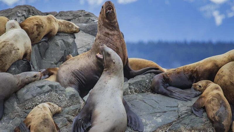 Campbell River: 7-Hour Big Animal Encounter Boat Tour - Good To Know