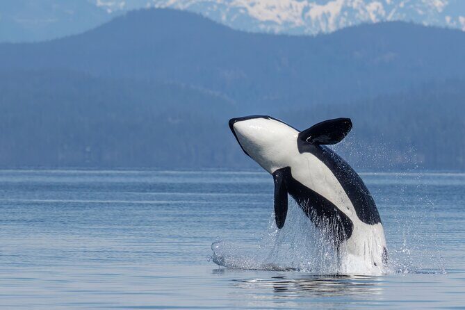 Campbell River, BC: 4 Hour Wildlife Tour Featuring Whale Watching - An In-Depth Look at the Wildlife Tour