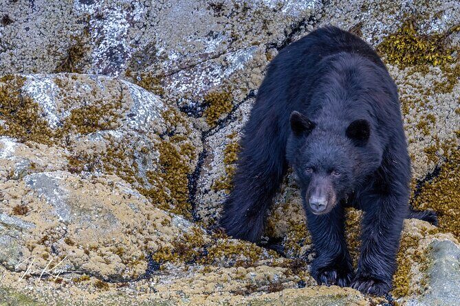 Campbell River, BC: 4 Hour Wildlife Tour Featuring Whale Watching - Summary: Who Is This Tour Best For?
