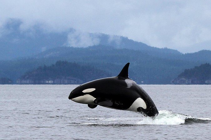 Campbell River, BC: 4 Hour Wildlife Tour Featuring Whale Watching - Frequently Asked Questions
