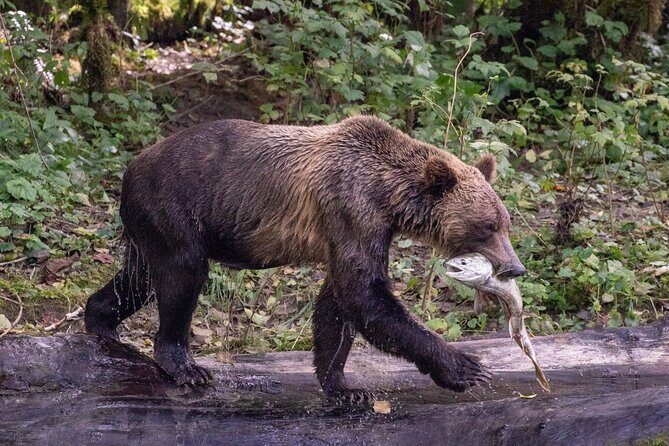 Campbell River, BC: Full Day Grizzly Bear Tour in Toba Inlet - Discovering the Toba Inlet Full-Day Experience