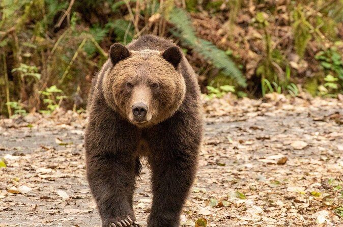 Campbell River, BC: Full Day Grizzly Bear Tour in Toba Inlet - Final Thoughts: Who Is This Tour Best For?