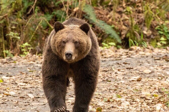 Campbell River, BC: Full Day Grizzly Bear Tour in Toba Inlet - FAQ