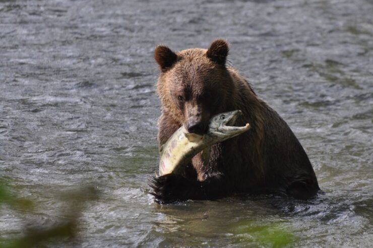 Campbell River: Bute Inlet Grizzly-Watching Tour & Boat Ride - Activity Details