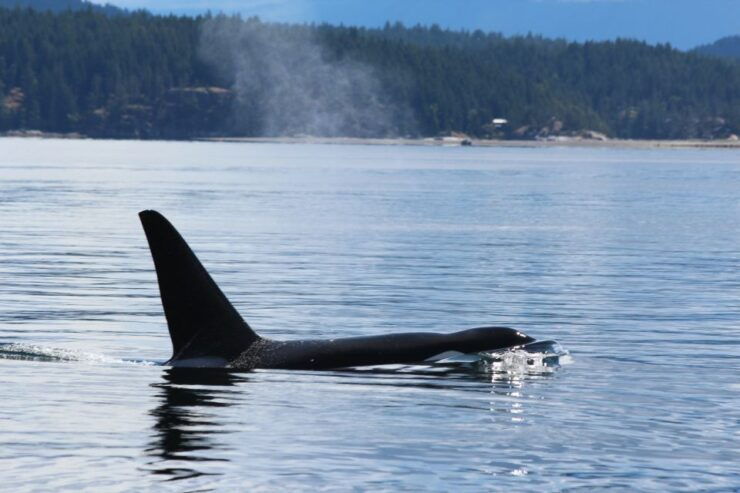Campbell River: Bute Inlet Grizzly-Watching Tour & Boat Ride - Customer Reviews