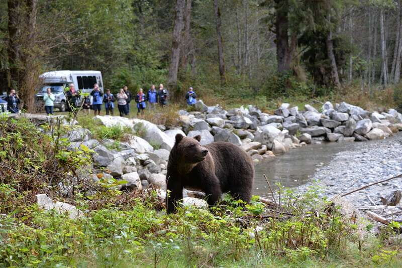 Campbell River: Deluxe Grizzlies & Indigenous Culture tour - What to Expect and Practical Tips