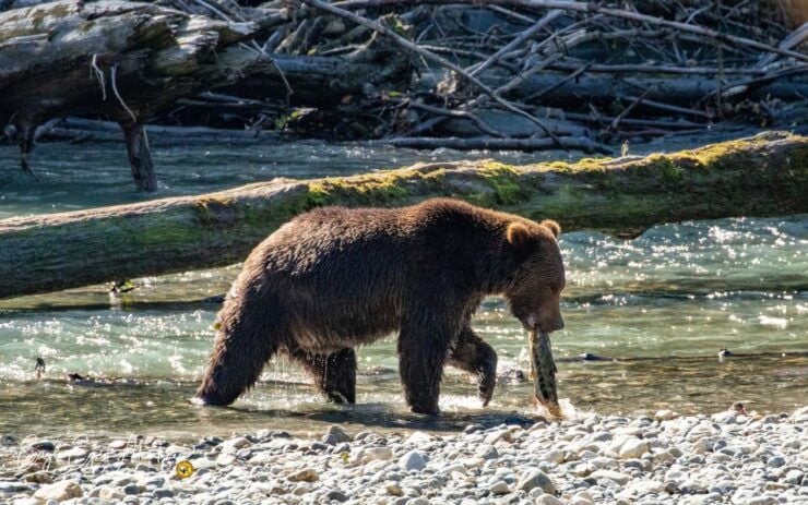Campbell River: Full-Day Grizzly Bear Tour - Inclusions