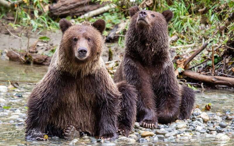 Campbell River: Full-Day Grizzly Bear Tour With Lunch - The Price and Its Value