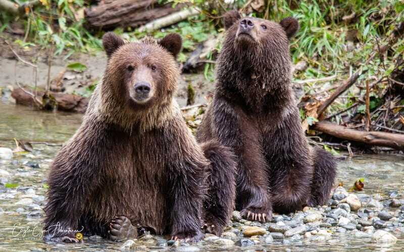 Campbell River: Full-Day Grizzly Bear Tour With Lunch - Who Will Enjoy This Tour?