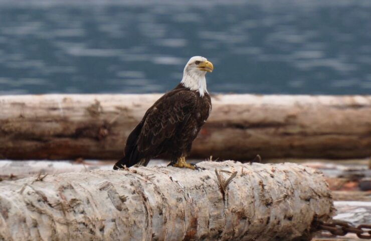 Campbell River: Kayaking and Whale Watching Tour - Booking Details