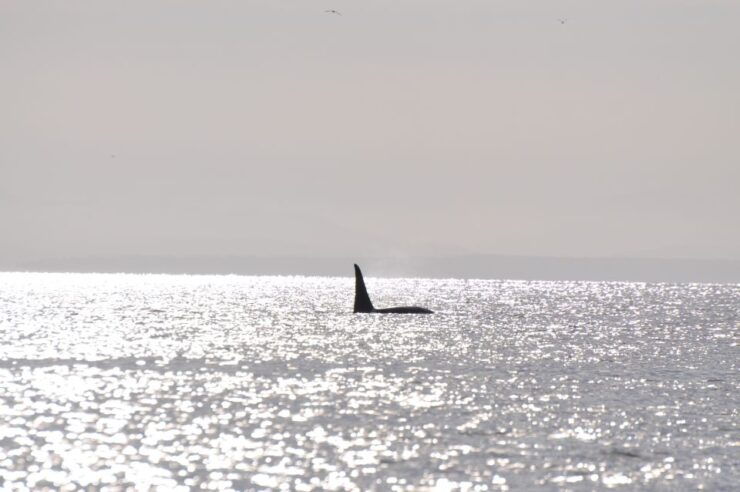 Campbell River: Whale Watching and Wildlife Viewing Day Tour - Experience Highlights