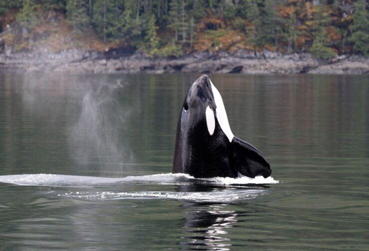 Campbell River: Whale Watching Covered Boat Tour With Lunch - Booking and Logistics