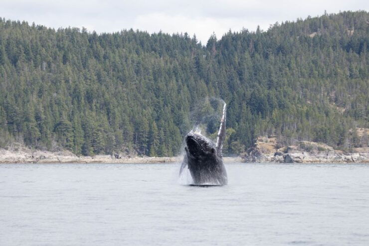 Campbell River: Whale Watching Cruise With Lunch - Experience Highlights