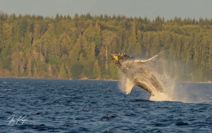 Campbell River: Whale Watching Zodiac Boat Tour With Lunch - Activity Details