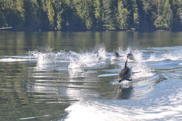 Campbell River: Whale & Wildlife Discovery Cruise - Activity Details