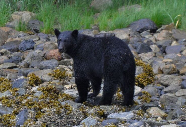 Campbell River: Whale & Wildlife Discovery Cruise - Experience
