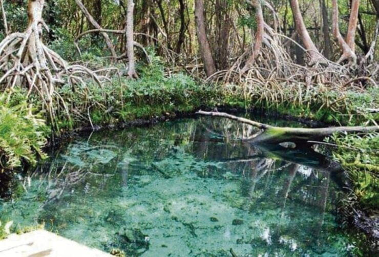 Campeche: Mangrove Tour - Experience Highlights