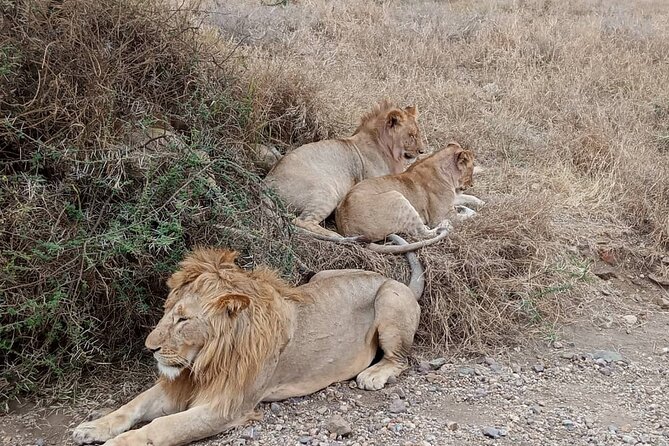 Camping Safari Great Adventure - 5 Day - Logistics and Pickup Information