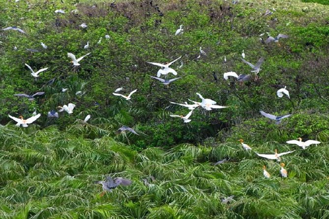 Can Gio Forest Day Trip by Speedboat - Discovering the Giant Bat Lagoon