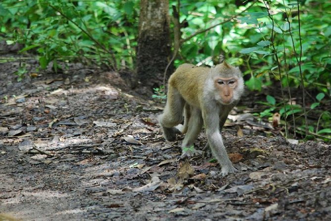 Can Gio Forest Day Trip by Speedboat - Visiting the Crocodile Reserve