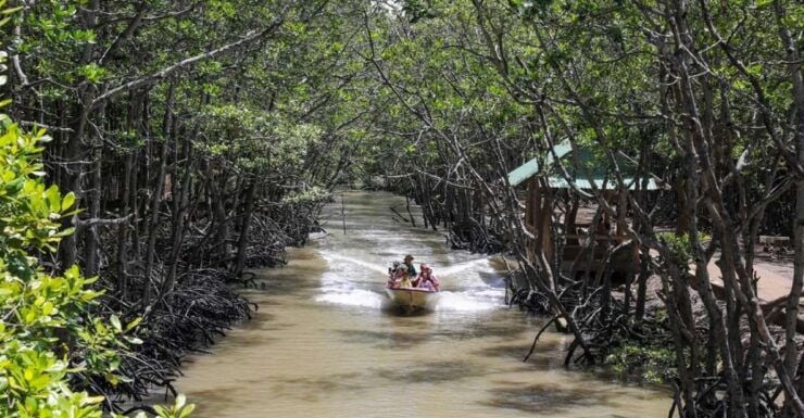 Can Gio Mangrove Biosphere Reserve 1 Day - Experience Highlights