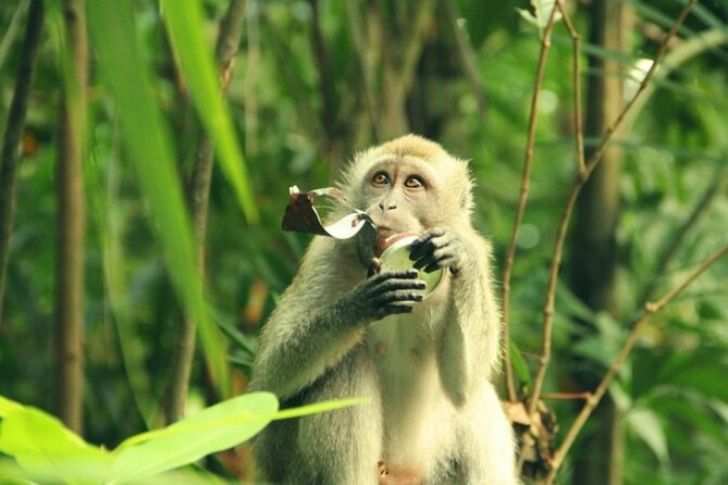 Can Gio Mangrove Biosphere Reserve 1 Day - Activities and Attractions in Can Gio Mangrove Biosphere Reserve