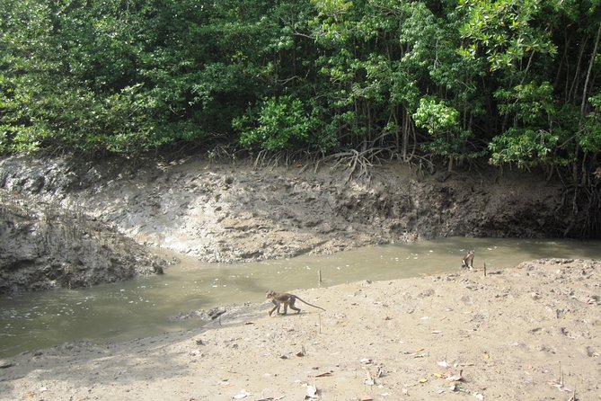 Can Gio Mangrove Biosphere Reserve 1 Day - The Sum Up