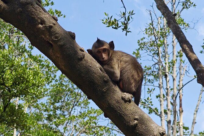Can Gio Mangrove Biosphere Reserve Canoe & Wildlife Tour - FAQ