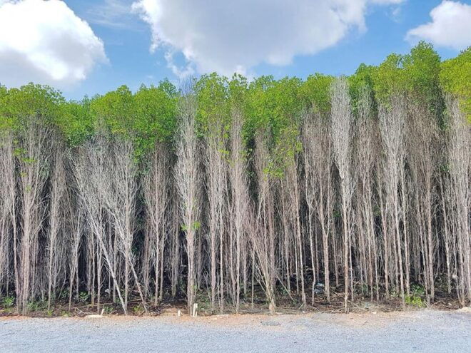 Can Gio Mangrove Forest 1 Day - Inclusions of the Tour