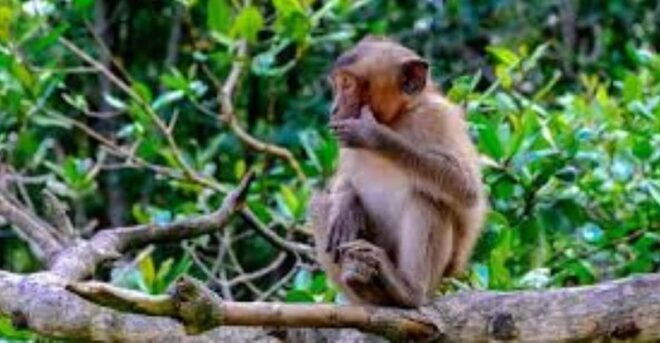 Can Gio Mangrove Forest and Monkey Island Full Day Tour - Historical Significance