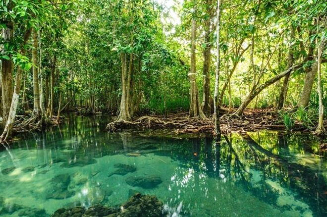 Can Gio Mangrove Forest and Monkey Island Full Day Tour - Inclusions and Amenities