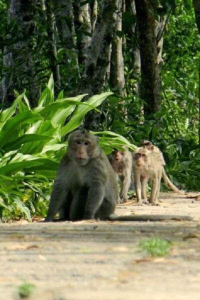 Can Gio Mangrove Forest and Monkey Island Full Day Tour - Preparation Tips